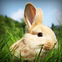 /album/secret-singing-wolves/photolia-a03-jpg/