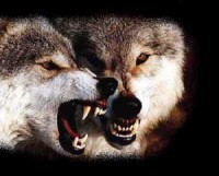 /album/secret-singing-wolves/vlk04-02a-jpg/